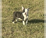 Small #3 Boston Terrier