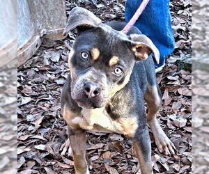 American Staffordshire Terrier-Unknown Mix Dogs for adoption in Rutherfordton, NC, USA