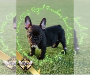 French Bulldog Puppy for sale in ATHENS, GA, USA