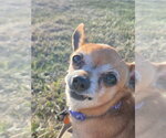 Small Chihuahua Mix