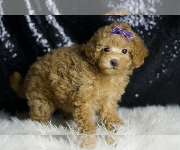 Medium Photo #5 Maltipoo (Miniature) Puppy For Sale in WARSAW, IN, USA