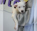 Small #2 American Bulldog-American Staffordshire Terrier Mix