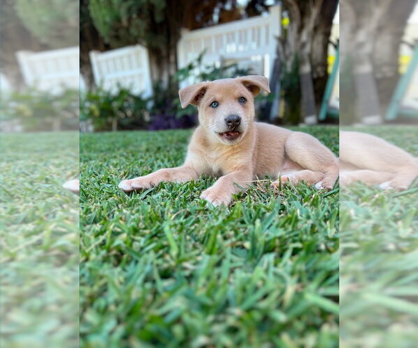Medium Photo #11 Mutt Puppy For Sale in Lake Forest, CA, USA