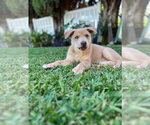 Small #10 Mutt
