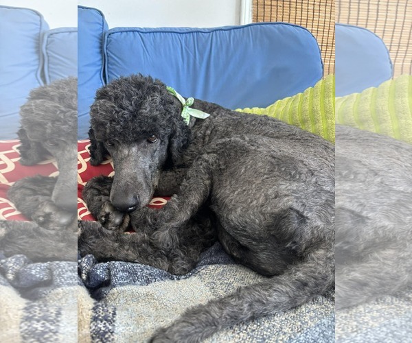 Medium Photo #2 Poodle (Standard) Puppy For Sale in Lee's Summit, MO, USA