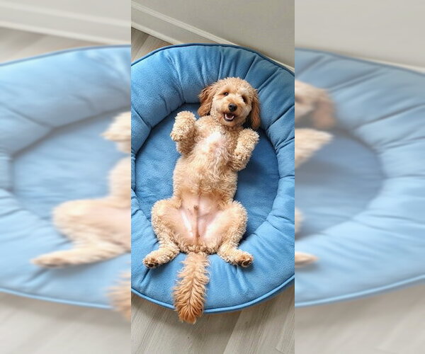 Medium Photo #4 Golden Retriever-Unknown Mix Puppy For Sale in Weston, FL, USA