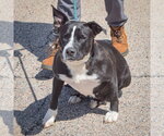 Small #4 Boxer Mix