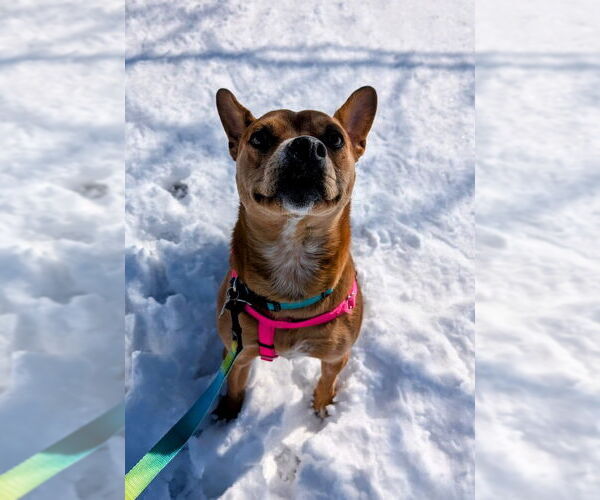 Medium Photo #12 Boston Terrier-Unknown Mix Puppy For Sale in Shermans Dale, PA, USA