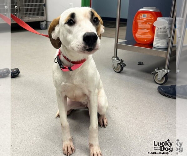 Medium Photo #3 Labrador Retriever-Unknown Mix Puppy For Sale in Washington, DC, USA