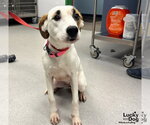 Small Photo #3 Labrador Retriever-Unknown Mix Puppy For Sale in Washington, DC, USA