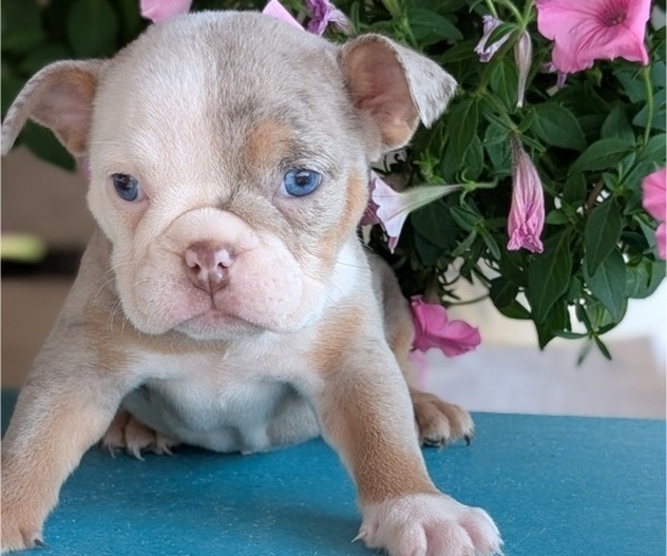 Medium Photo #8 English Bulldog Puppy For Sale in GOSHEN, IN, USA