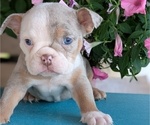 Small #7 English Bulldog