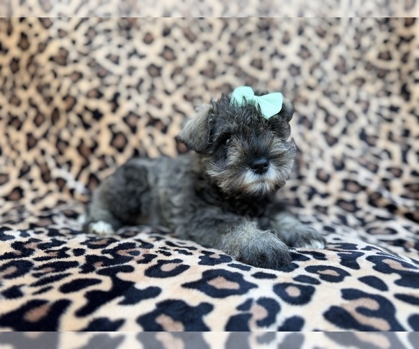 Medium Photo #8 Schnauzer (Miniature) Puppy For Sale in LAKELAND, FL, USA