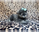 Small #7 Schnauzer (Miniature)