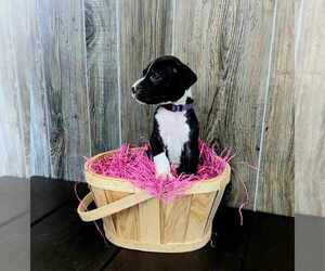 Great Dane Puppy for sale in SEYMOUR, TN, USA