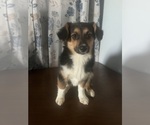 Small #7 Aussie-Corgi