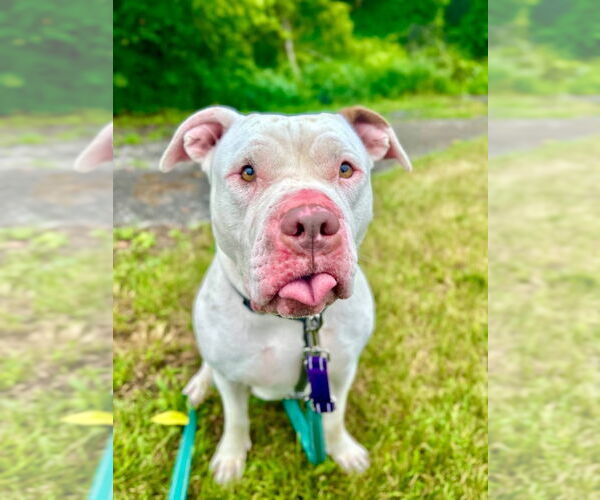 Medium Photo #3 American Pit Bull Terrier Puppy For Sale in Gloversville, NY, USA