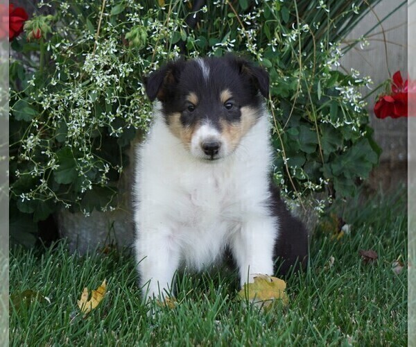 Medium Photo #1 Collie Puppy For Sale in FREDERICKSBG, OH, USA