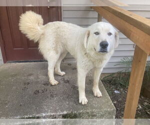 Great Pyrenees Dogs for adoption in Bountiful, UT, USA