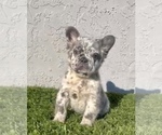 Small #9 French Bulldog