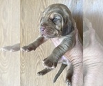 Small #3 Bloodhound