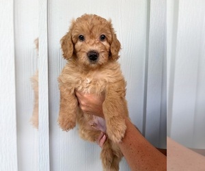 Golden Retriever Puppy for sale in BILOXI, MS, USA