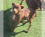 Small #6 American Pit Bull Terrier-Chihuahua Mix