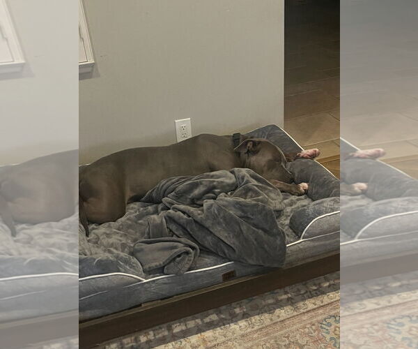 Medium Photo #5 American Pit Bull Terrier Puppy For Sale in Woodland Hills, CA, USA