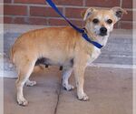 Small #1 Chihuahua Mix