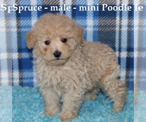 Poodle (Miniature) Puppy for sale in HOPKINSVILLE, KY, USA