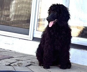 Poodle (Standard) Puppy for sale in WINFIELD, IL, USA