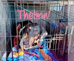 Small #1 Doberman Pinscher
