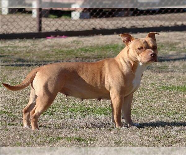 Medium Photo #1 Mutt Puppy For Sale in Grovetown, GA, USA