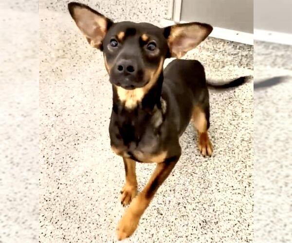 Medium Photo #2 German Shepherd Dog-Unknown Mix Puppy For Sale in Houston, TX, USA