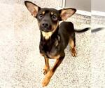 Small #1 German Shepherd Dog Mix