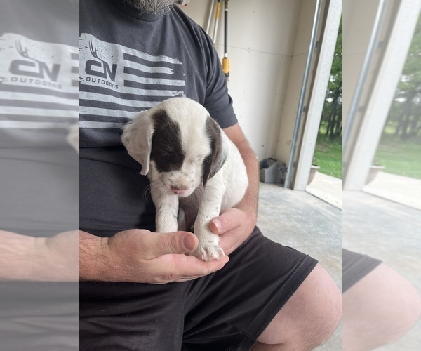 Medium Photo #4 Llewellin Setter Puppy For Sale in ELK MOUND, WI, USA