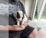 Small Photo #4 Llewellin Setter Puppy For Sale in ELK MOUND, WI, USA