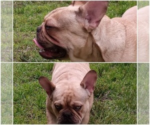 French Bulldog Puppy for sale in N CHESTERFLD, VA, USA
