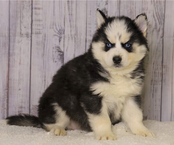 Medium Photo #3 Pomsky Puppy For Sale in FREDERICKSBG, OH, USA