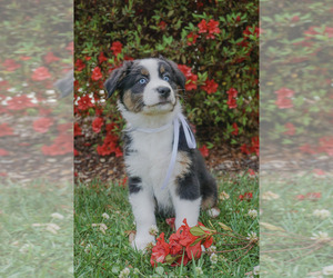Australian Shepherd Puppy for Sale in ASHEBORO, North Carolina USA