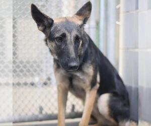 German Shepherd Dog-Unknown Mix Dogs for adoption in San Antonio, TX, USA