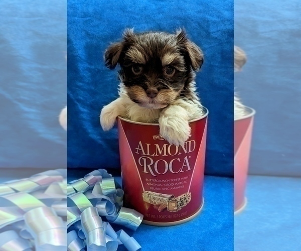 Medium Photo #12 Havanese Puppy For Sale in POST FALLS, ID, USA