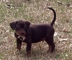 Puppy Puppy 5 Catahoula Leopard Dog