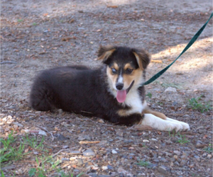 Medium Australian Shepherd