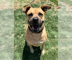 Small #3 Boxer Mix
