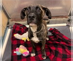 Small #1 Black Mouth Cur-Mastiff Mix