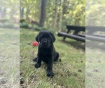 Small #9 Labrador Retriever