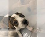 Small American Foxhound Mix