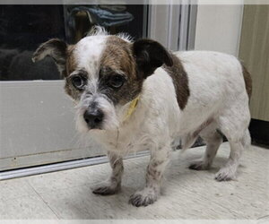 Rat Terrier-Unknown Mix Dogs for adoption in Plano, TX, USA