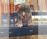 Small #5 American Bully